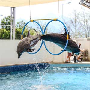 Dolphins jumping through hoops